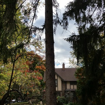 Tree Trimming & Removal