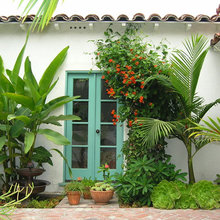 Succulents And Color Schemes