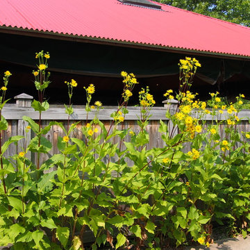 Silphium integrifolium (Rosinweed)