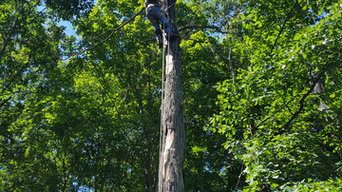 Tree Removal & Trimming project