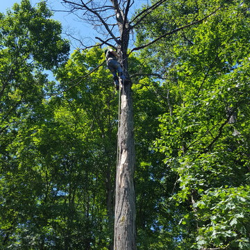Tree Removal & Trimming project