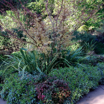 San Rafael Hillside renovation