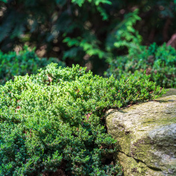 Zen Garden