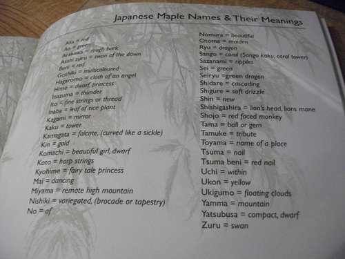 Japanese Maple Names Their Meanings Nice Little Reference Guide