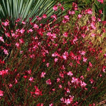 jardin exotique