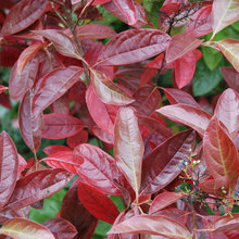 burgundy shrub
