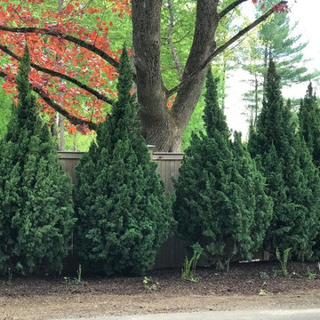 Hedge: Iowa Juniper Trees