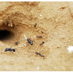 Complete Pest Control Services - Products