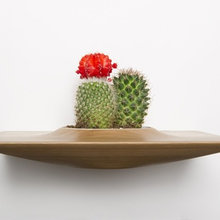 plants
