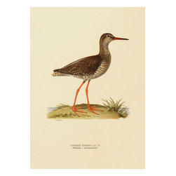 Redshank, 1929, Print - Prints And Posters