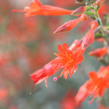California Native Oasis