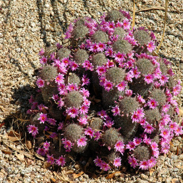 Cactus Flowers
