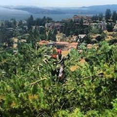 Pardini's Tree Service