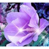 Jo Anne Mitchell's photo