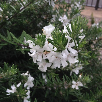 Burnside Native Garden