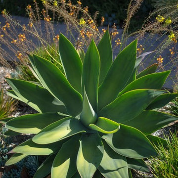 Costa Mesa
