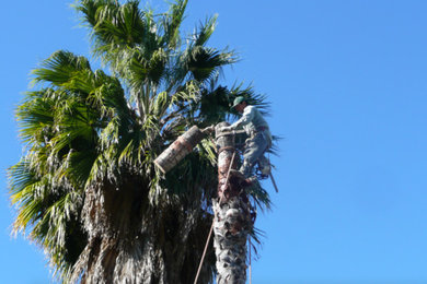 This is an example of a landscaping in Los Angeles.