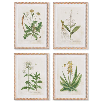 4-Piece Vintage Botanical Study Set