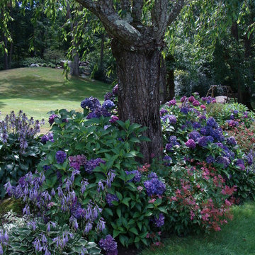 Dwarf Hydrangea 'Pia' in Summer