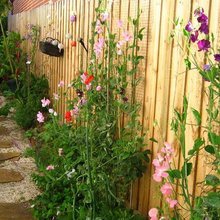 Herb/Veg Garden