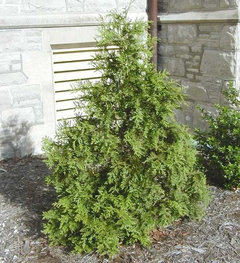 I need a alternative to Thuja Green Giant | Houzz Forum