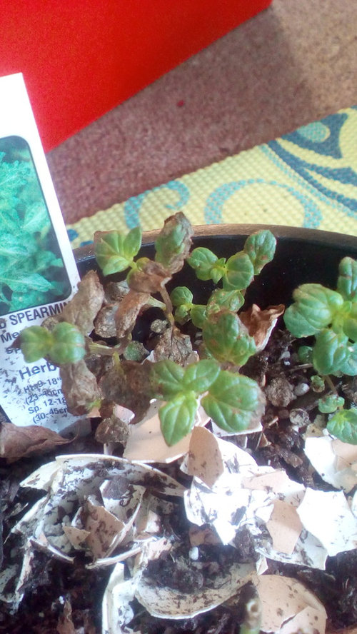mint plants turning brown