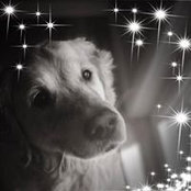 Tracie Shapiro's photo