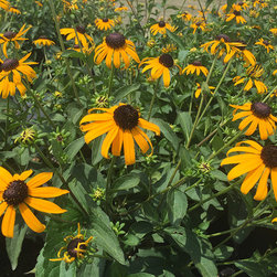 Current Featured Plants - Products