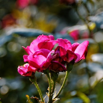 River Oaks - French Eclectic