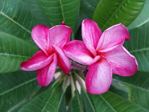 Mango Blush seedling, first bloom cluster.