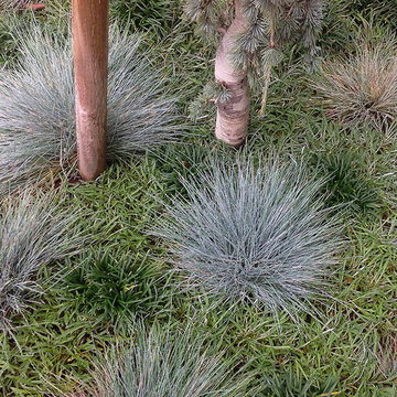 Drought Tolerant Landscape-Front Yard Bed