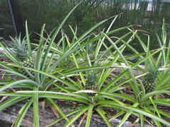 HS7/MG055: Pineapple Growing in the Florida Home Landscape