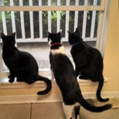 Foto von Patti Dodd Odom
