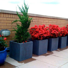Potted Plant Decor