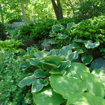 Garden Plants