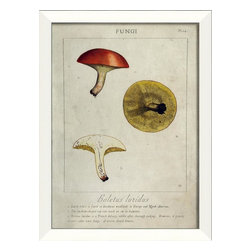 The Artwork Factory - Boletus luridus Mushroom Framed Artwork - Prints And Posters