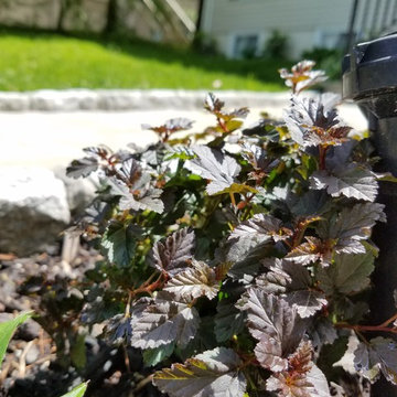 Wildlife Pocket Garden in Hudson Valley rivertown