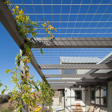 trellis ideas