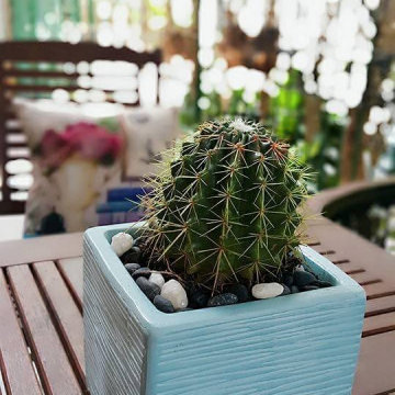 Landscape and deck
