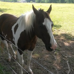 Horses - Home Decor