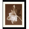 Moonglow Tulip Framed Print by Rebecca Swanson