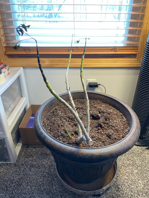 Progression of a dying Umbrella Plant. Please help!
