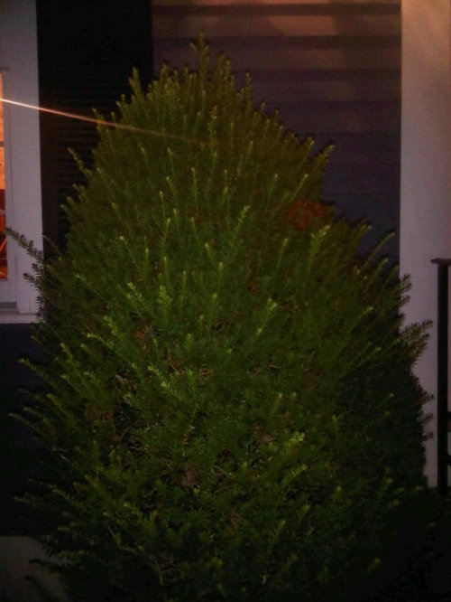 Help with yew dead branches