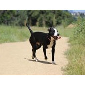Wayne Sall's photo