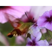 Robin Bibeaults foto