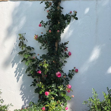 Beverly Hills Beauty