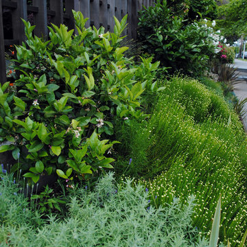 Berkeley Urban Patio Front Yard
