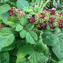 Maine Garden