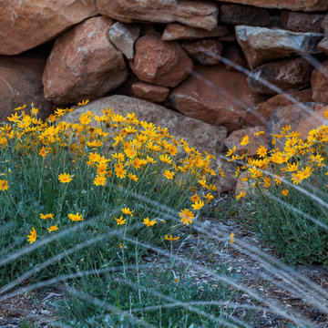 Resilient Landscapes with California native plants