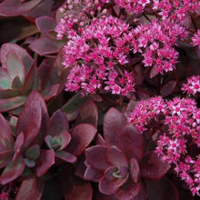 Backyard succulent/Ice plant